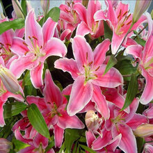 香水百合种球百合花带芽大球重瓣花卉种子盆栽室内外绿植四季易活 B3粉花1球+盆土肥生根粉 12+