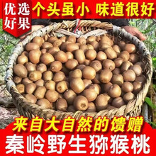 野生猕猴桃陕西秦岭小徐香猕猴桃新鲜绿心当季水果纯天然 1斤41-46克