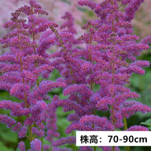 【左家花园】现货 落新妇种球 裸根苗 多年生球根花苗种子阳台花卉耐阴盆栽植 蓝金 3-5个芽头  其他