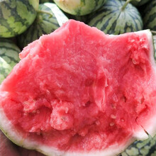 寿禾 水果种子早春红玉西瓜小西瓜幼苗薄皮特甜春秋季播种家庭种植阳台盆栽庭院大田水果种籽种孑秧苗菜仔 8424西瓜种子 30粒瓜重3-6kg