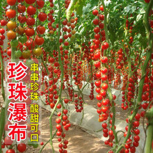 纳格兰番茄种子四季易种盆栽可水果室内外阳台蔬菜种子大全 A5瀑布番茄200粒+生根肥)