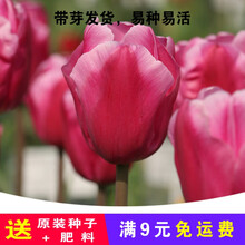 郁金香种球盆栽水培5球装大球根花卉植物耐寒秋冬季荷兰进口水养 粉巨人'5球装 12+