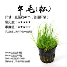鱼缸水草造景活体水草种子水榕牛毛草水藻迷你爬地矮珍珠叉柱花挖耳草天胡荽活体套餐 牛毛草（普通杯）