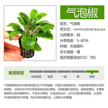 咖啡椒草椒草大全 鱼缸造景水草迷你小青椒绿温蒂阔叶大喷泉椒咖啡气泡椒 气泡椒/1杯