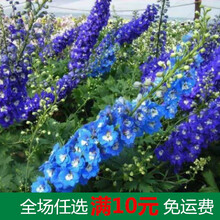 春天种的花种子大花飞燕草花种籽子户外花卉种孑室外四季播种开花 混合种子2000粒 1-2CM