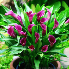 现货荷兰进口彩色马蹄莲种球大球彩马种球多年生盆栽球根马蹄莲花 草地 12+