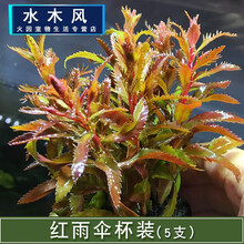 鱼草缸装饰水草造景套餐活体植物懒人绿菊中后景淡水有茎水草真草 白 红雨伞1杯5支
