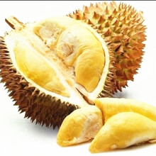 楠花绿坊榴莲树苗南北方种植猫山王金枕头嫁接泰国榴莲苗当年结果 谷夜套5年苗买二送一 81cm(含)-110cm(含)