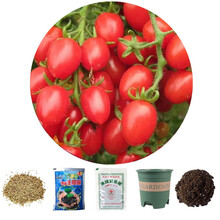 乐子君 勿忘我种子易种四季花草花卉盆栽庭院室内外四季开花不断花种籽子 小番茄200粒+花盆+营养土+肥