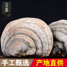 吉雪 灵芝长白山马蹄灵芝木蹄灵芝东北灵芝可切片 木蹄灵芝250g