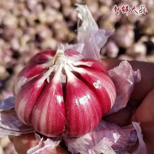 （正常发货 今年新蒜 ）云南紫皮大蒜头新鲜紫皮蒜湿/干蒜大蒜瓣蒜 云南紫皮干蒜 净重【3斤】