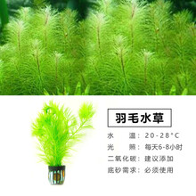于家林子水草活体懒人草鱼缸造景套餐鱼缸水草有茎类水榕中后景真水草小鱼缸水族箱装饰 羽毛水草