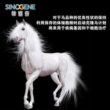 希诺谷马体细胞保存真马活马宠物小矮马蒙古马克隆汗血宝马基因存储【三年期】