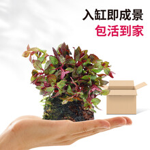 绿伴 鱼缸水草活体 真水草缸造景套餐阴性植物金鱼草养鱼热带鱼水榕辣椒榕竹节草小型沉木树根水族箱装饰品 红丁香-火山石