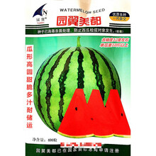 园翼美都西瓜种子瓜形高圆甜脆多汁耐储运农家春秋播种精选西瓜种 园翼美都原装400粒x2袋