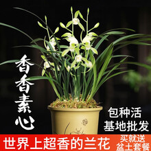 刘阁兰花苗 超香的兰花建兰色花七彩玲珑 现带花苞出售有香味的兰花卉阳台盆栽绿植 香香素心3苗:加盆土肥说明书