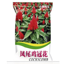 小镇有 花凤尾鸡冠花 冠状鸡冠花种子四季易活庭院盆栽花卉草花种子 凤尾鸡冠花种子混色 5克 厂商封装