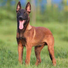 马犬幼犬活体小马犬幼崽马犬狗活体纯种宠物狗狗马犬马犬活体公母均有  马犬 公