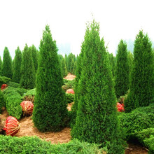 沭之美塔柏树苗 蜀桧苗 圆柏桧柏侩柏小苗快柏 松柏树苗 扫墓祭祀墓地松树苗 柏树苗四季长青工程园林绿 1.5米高 苗