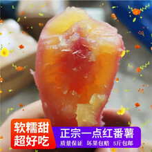 玫栀 红薯新鲜现挖从化一点红番薯南沙紫心冰淇淋花心地瓜紫薯冰激凌 南沙一点红小果【单果1-3两】 5斤