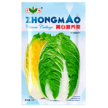 大白菜种子杂交义和秋白菜籽高产抗病菜园春秋大白菜耐热夏播黄心白菜西星西白4号炮弹型包心白菜种籽 黄心营养菜5克【春秋白菜】