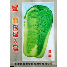 秋季大白菜杂交一代种子籽结球紧实外叶深绿农家蔬菜孑新珍绿6号 新珍绿6号白菜种子原装20克