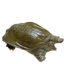 现杀外塘甲鱼源生态活体王八真空包装鲜活杀好食用开袋即煮 4斤现杀真空包装