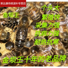 伟博精选中蜂种蜜蜂王新开产王笼蜂产卵王双色阿坝仓王处女王老王包活巢础 金坝王秋王