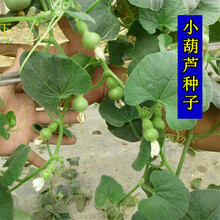 攀援草本植物花卉种子手捻小葫芦种子四季种易活爬藤植物花种子观赏葫芦微型小葫芦籽文玩葫芦籽葫芦种子 手捻小葫芦花卉种子 15粒装