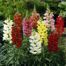 金鱼草花种子多年生宿根花卉种籽植物盆栽室内阳台种易活耐寒耐阴花卉种子简雪 金鱼草种子500粒