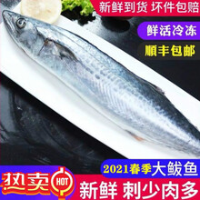 青岛大鲅鱼春季海捕鲜活冷冻青花鱼新鲜深海鱼整条马鲛鱼海鲜海鱼 姬美食尚 春鲅鱼 2.5斤【4 条】