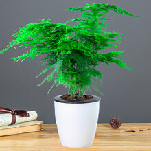 文竹盆栽植物室内净化空气办公室绿植花卉盆栽盆景四季常青小盆栽 白色懒人盆[中盆文竹] 含盆