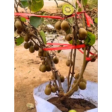 楠花绿坊红心软枣猕猴桃树果苗南北方种植嫁接奇异果苗爬藤果树苗当年结果 5年苗【2棵装：1雌1雄】当年结果 50cm(含)-60cm(不含)