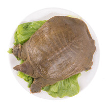 外塘中华鳖苗小甲鱼苗幼放生态养殖鲜活 5克10只 1g