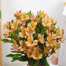 轻奢涞思芊鲜花云南直发水仙百合花家庭生活用花直批花束六出花全国速递昆明 橙色水仙百合16枝+4枝+保鲜剂