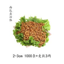 面包虫活虫黄粉虫活体鲜活虫钓鱼仓鼠龟八哥画眉鸟食饲料500g 2-3cm 1000条+麦麸3两