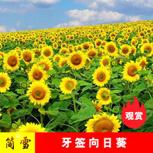 观赏向日葵种子向日葵花种子大粒高产可食用瓜子种子四季种植油葵种子简雪高杆矮杆多头向日葵种籽 牙签向日葵200粒