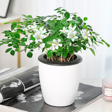 九里香盆栽盆景老桩浓香四季植物七里香树苗室内好养花卉绿植 九里香一盆(白色吸水盆) 1