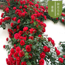 蔷薇花种子爬藤月季玫瑰四季开花爬墙攀援庭院室内花卉盆栽植物 御用马车200粒(送肥)