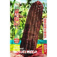 大禹黑糯007玉米种子甜香粘糯大棒高产农家春秋播精选甜糯玉米种 大禹黑糯007原装200克x2袋