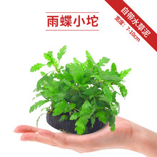 疯狂水草鱼缸水草坨草植物活体增氧淡水新手懒人水榕造景入门级水培水草 雨蝶小坨