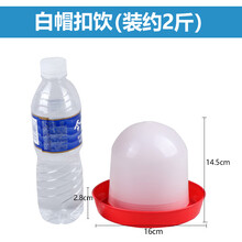 小鸡饮水器食槽自动喂食盆饲料鸡料桶喂水器喝水壶槽养鸡设备用品 白帽扣饮 买5送1