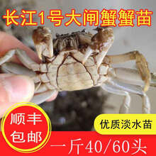 淡水养殖大闸蟹苗 鲜活小螃蟹毛蟹苗长蟹苗河蟹苗一斤五斤十斤 3斤装大号苗【30-50只/斤】