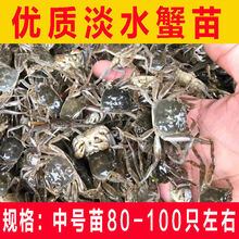 KJHGF淡水养殖大闸蟹苗鲜活小螃蟹毛蟹苗蟹中华绒螯1斤 中号苗35-80只左右(4两母本)