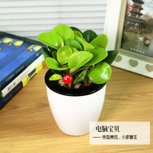 发财树栀子花绿萝文竹芦荟小盆栽花卉办公室绿植鲜花水培植物 白色自吸水盆电脑 含盆