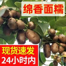 山药豆新鲜5斤大号糖葫芦3斤特大铁棍山药蛋淮山铁杆焦作 均匀中豆 净重5斤