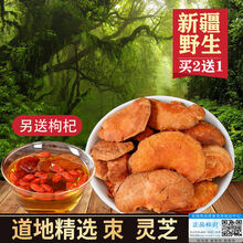 野生朿灵芝新疆朿芝可搭配枸杞黄芪泡茶 防伪验证 50克【拍2贈1】+贈同等重量枸杞