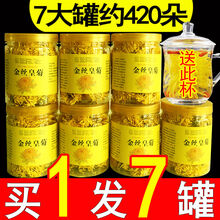 金丝皇菊特级大朵一朵一杯非徽州大黄菊花茶散装 【】30朵简装