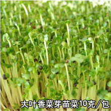 纳格兰家庭阳台种植芽苗菜种子蔬菜种籽无土栽培 萝卜芽苗菜 豆苗芽菜 香菜芽苗菜30克
