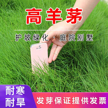 进口草坪种子护坡草籽美国四季青狗牙根高羊茅种子矮生绿化工程庭院别墅耐寒四季长青剪股颖免修剪草籽简雪 高羊茅种子1斤